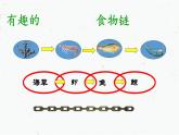 苏教版六年级科学下册 4.3 有趣的食物链(10)课件