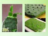 苏教版六年级科学下册 4.2 有利于生存的本领(3)课件