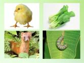 苏教版六年级科学下册 4.3 有趣的食物链(12)课件