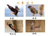 苏教版六年级科学下册 4.2 有利于生存的本领(9)课件