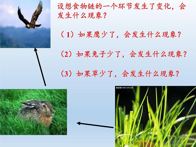 苏教版六年级科学下册 4.4 生态平衡(5)课件05