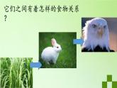苏教版六年级科学下册 4.4 生态平衡(1)课件