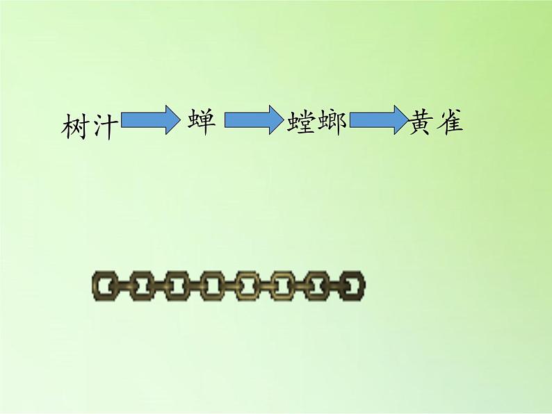 苏教版六年级科学下册 4.3 有趣的食物链(19)课件04