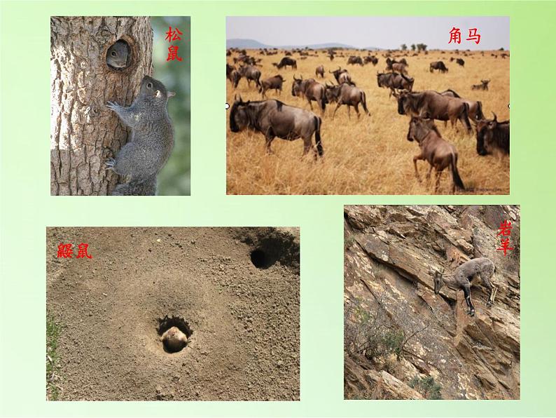 苏教版六年级科学下册 4.1 寻找生物的家园(9)课件07