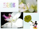 苏教版六年级科学下册4.2《有利于生存的本领》教学课件