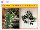 苏教版六年级科学下册4.2《有利于生存的本领》教学课件