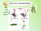 苏教版六年级科学下册2.3  寻找遗传与变异的秘密(9)课件