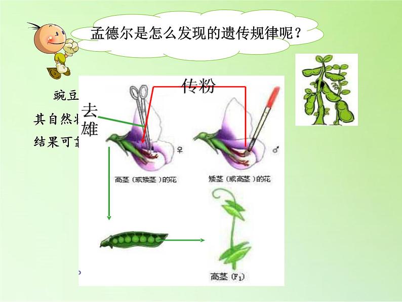 苏教版六年级科学下册2.3  寻找遗传与变异的秘密(9)课件03