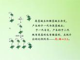 苏教版六年级科学下册2.3  寻找遗传与变异的秘密(9)课件