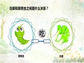 苏教版六年级科学下册4.3 有趣的食物链课件