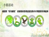苏教版六年级科学下册4.3 有趣的食物链课件