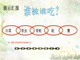 苏教版六年级科学下册4.3 有趣的食物链课件