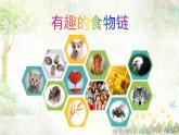 苏教版六年级科学下册4.3 有趣的食物链课件