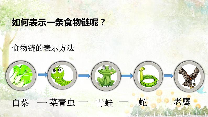 苏教版六年级科学下册4.3 有趣的食物链课件第7页