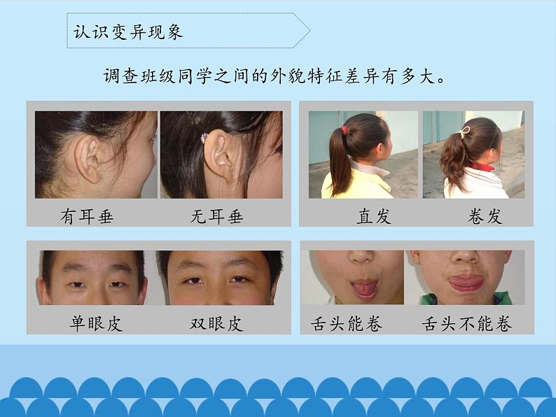 苏教版六年级科学下册2.2 生物的变异现象_课件05