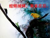 苏教版六年级科学下册4.3 有趣的食物链(1)课件