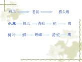 苏教版六年级科学下册4.3 有趣的食物链(1)课件