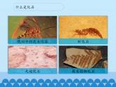 苏教版六年级科学下册3.2 化石告诉我们什么_课件