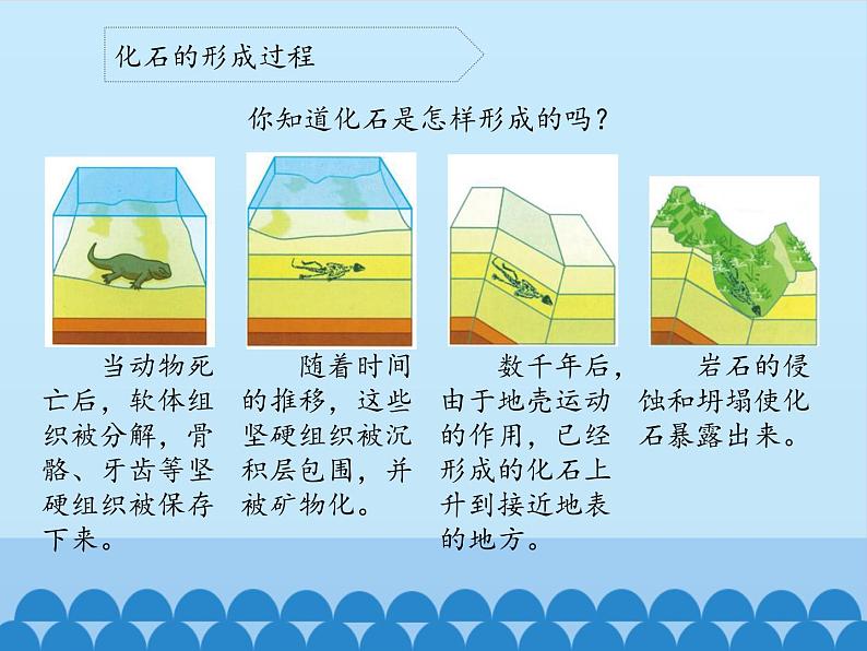 苏教版六年级科学下册3.2 化石告诉我们什么_课件06