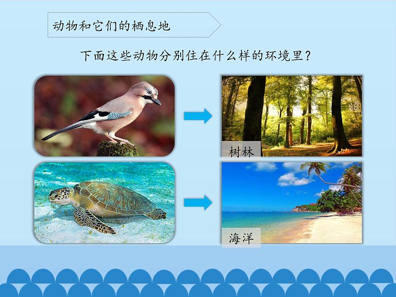 苏教版六年级科学下册4.1 寻找生物的家园_课件第5页