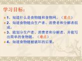 苏教版六年级科学下册4.3. 有趣的食物链课件