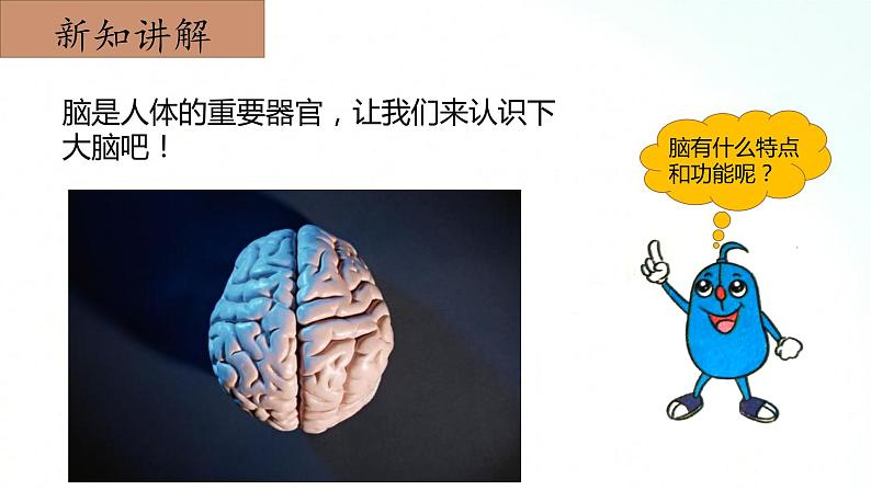 冀人版五年级上册 2.2《人体的司令部》 课件+视频+同步教案+练习题05