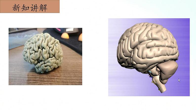 冀人版五年级上册 2.2《人体的司令部》 课件+视频+同步教案+练习题06