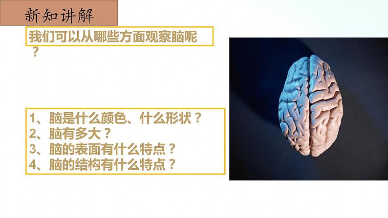 冀人版五年级上册 2.2《人体的司令部》 课件+视频+同步教案+练习题07