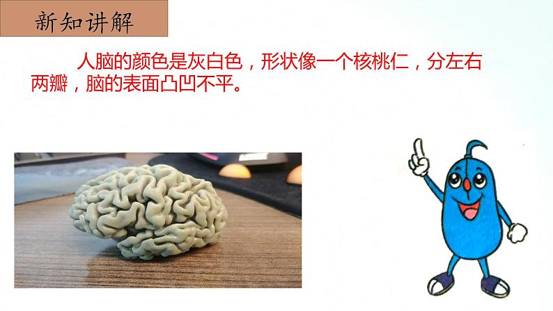 冀人版五年级上册 2.2《人体的司令部》 课件+视频+同步教案+练习题08