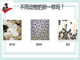 2.2认识其它动物的卵 课件