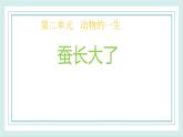 2.3蠶長大了 課件
