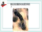 2.3蠶長大了 課件
