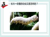 2.3蠶長大了 課件
