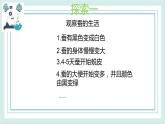 2.3蠶長大了 課件