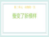 2.4蠶變了新模樣 課件