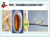 2.4蠶變了新模樣 課件