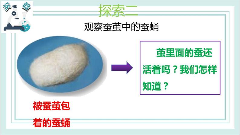 2.4蚕变了新模样 课件第5页