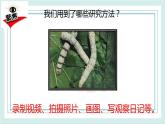 2.6蚕的一生 课件