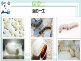 2.6蚕的一生 课件