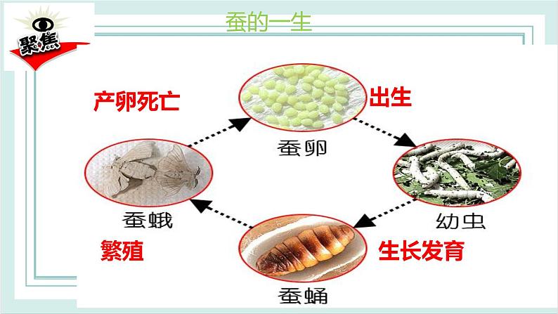 2.8动物的一生 课件第2页