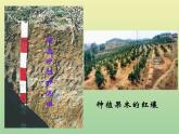苏教版小学科学三年级下册《1.1．我们周围的土壤》PPT课件(5)