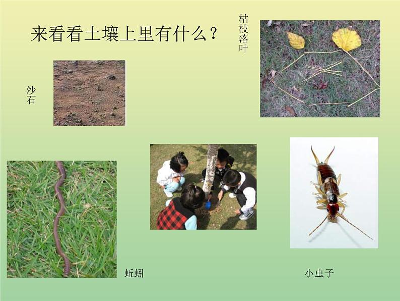 苏教版小学科学三年级下册《1.1．我们周围的土壤》PPT课件(7)第3页