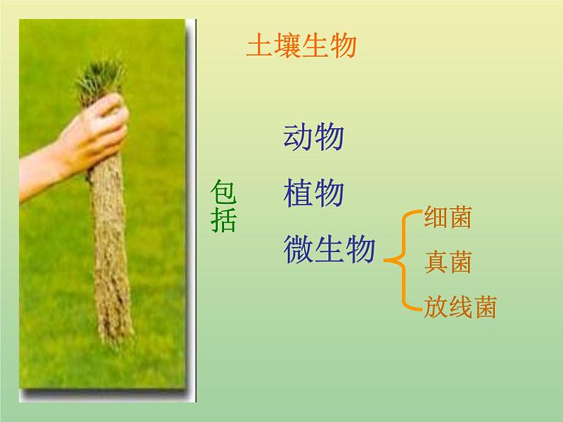 苏教版小学科学三年级下册《1.2．了解土壤》PPT课件(2)第6页