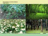 苏教版小学科学三年级下册《1.4．土壤的保护》PPT课件(1)