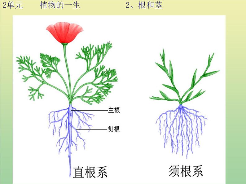 苏教版小学科学三年级下册《2.2．根和茎》PPT课件(1)03