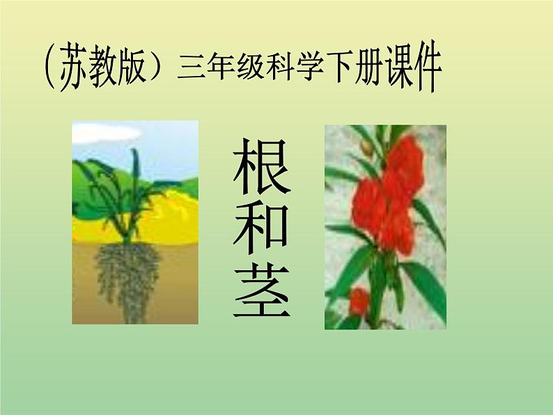 苏教版小学科学三年级下册《2.2．根和茎》PPT课件(2)01