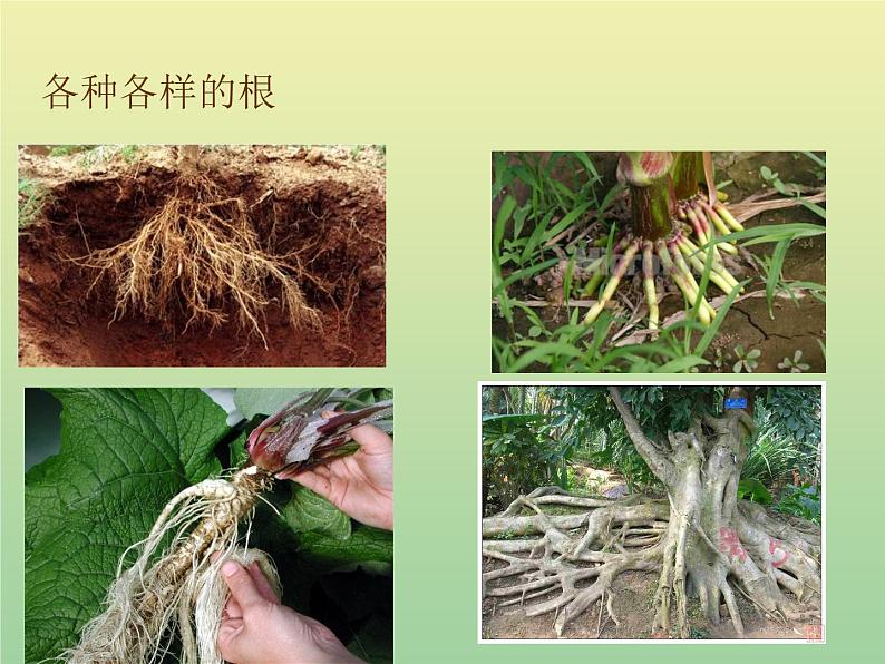 苏教版小学科学三年级下册《2.2．根和茎》PPT课件(6)02