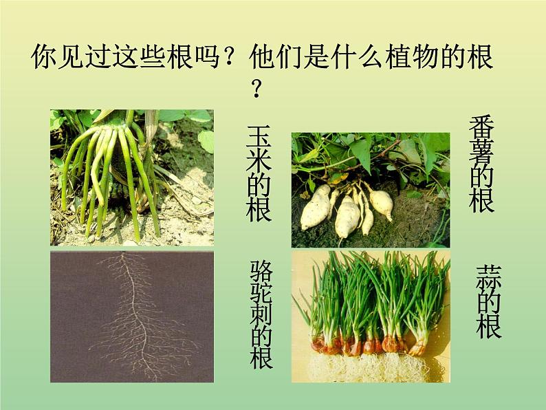 苏教版小学科学三年级下册《2.2．根和茎》PPT课件(7)04