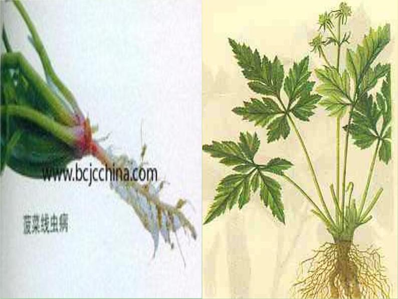 苏教版小学科学三年级下册《2.2．根和茎》PPT课件(8)04