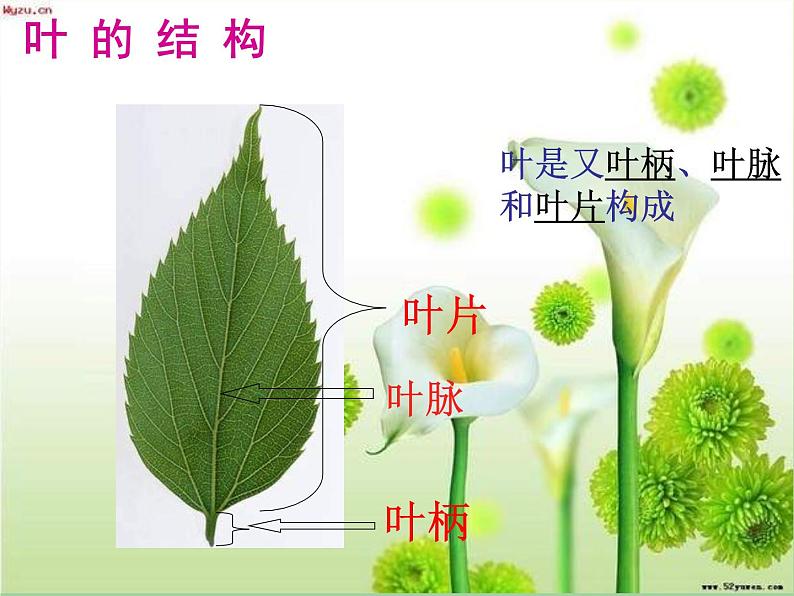 苏教版小学科学三年级下册《2.3．叶和花》PPT课件(1)07